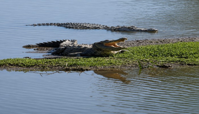Un homme tué par un crocodile après une attaque mortelle sur une plage de Puerto Vallarta